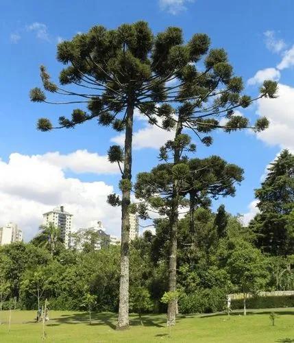 Araucaria Angustifolia