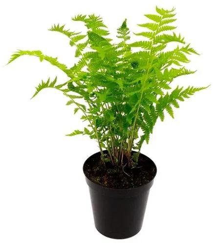 Ostrich fern