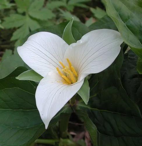 Trillium