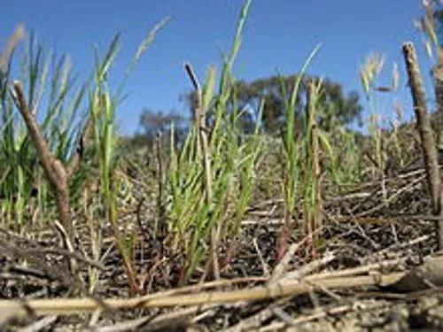 Curved Sea Hard Grass