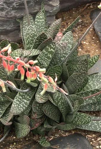 Gasteria Acinacifilia