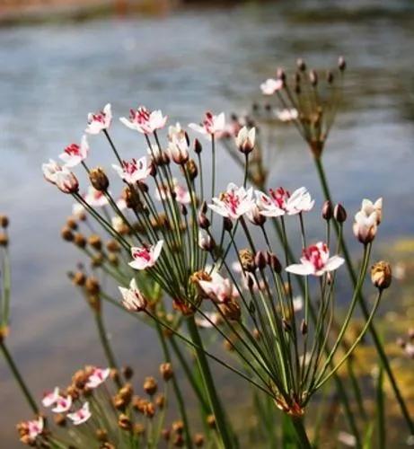 Flowering Rush