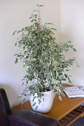 Variegated Weeping Fig