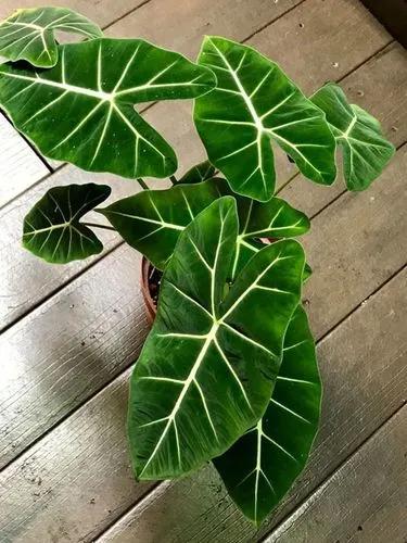 Alocasia Green Velver