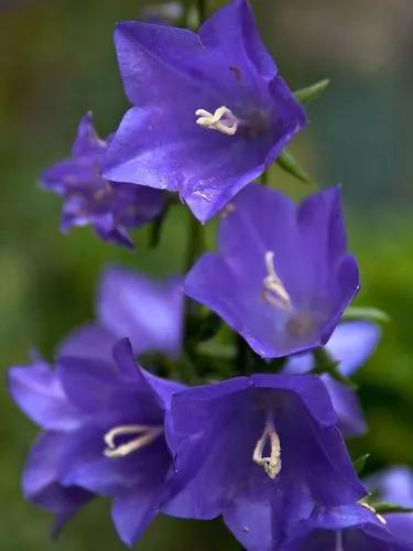 Tall Bluebells