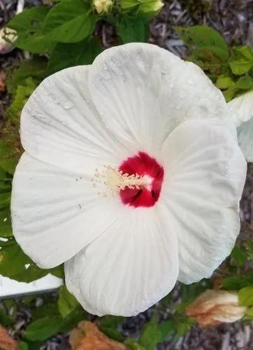 Hardy Hibiscus