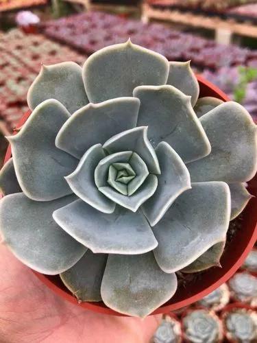 Echeveria Pollux