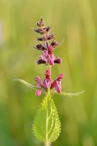 Hedge Woundwort, Whitespot