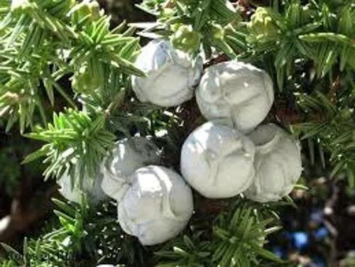 Juniperus Drupacea
