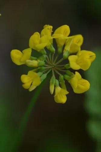 Coronilla Coronata