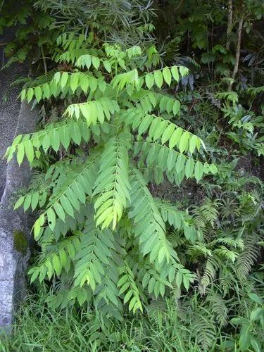 Spanish Cedar