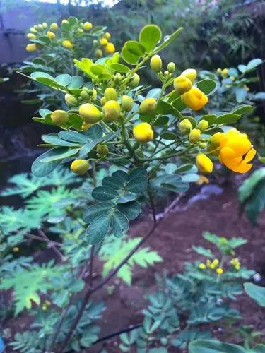 Argentine Senna