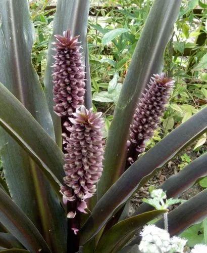 Pineapple Lily