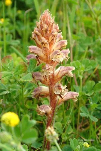 Common Broomrape