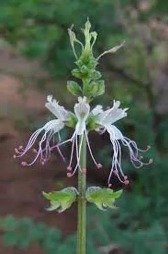 Ocimum Filamentosum