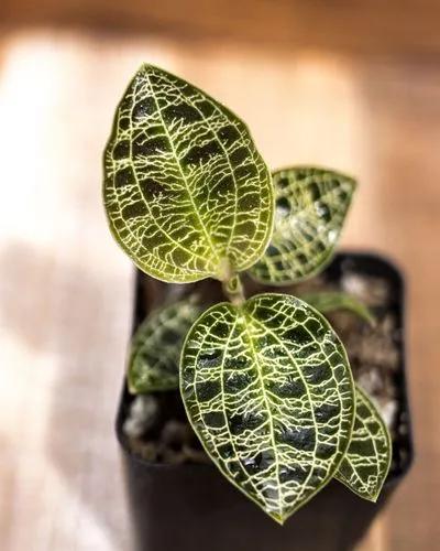 Jewel orchid