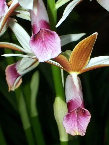 Phaius Tankervilleae