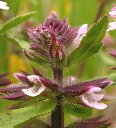 Field Woundwort, Fstaggerweed