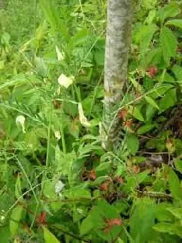 European Vetch, Two-Seeded Vetch