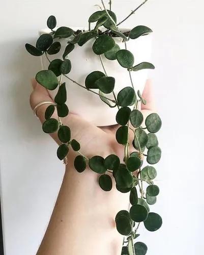 Hoya Serpens