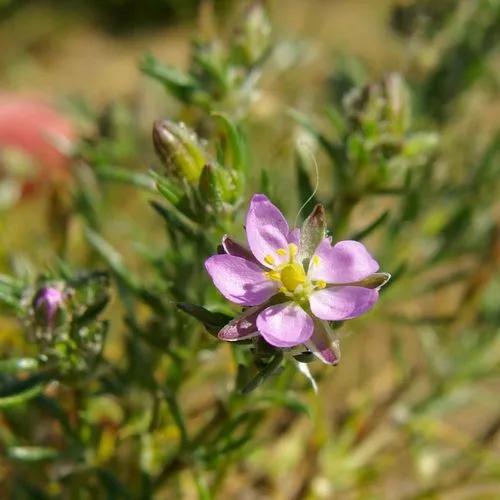 Sandwort