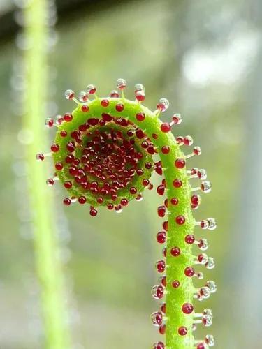 Portuguese Sundew