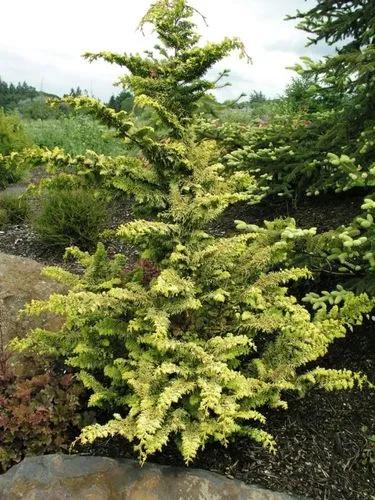 Hinoki Cypress (fernspray Gold)