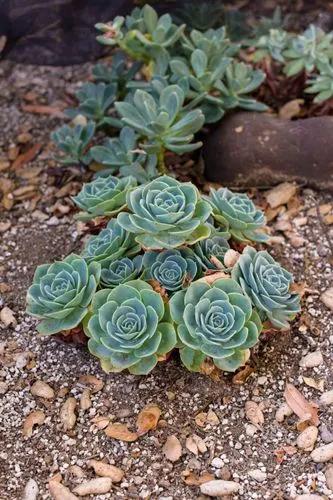 Blue Rose Echeveria