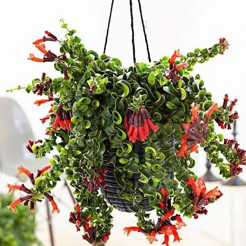 Aeschynanthus Scooby Doo