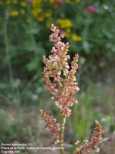 Rumex Intermedius