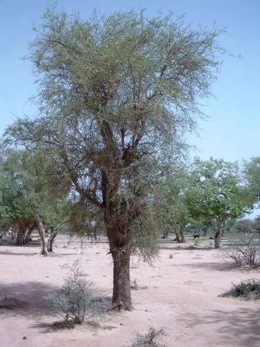 Dessert Tree
