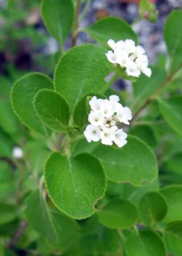 Lantana Viburnoides