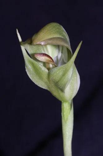 Pterostylis Bureaviana