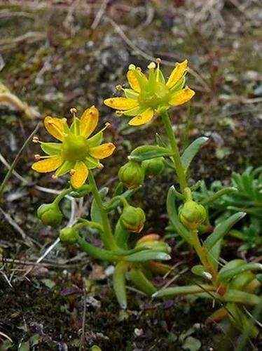 Saxifraga Aizoides