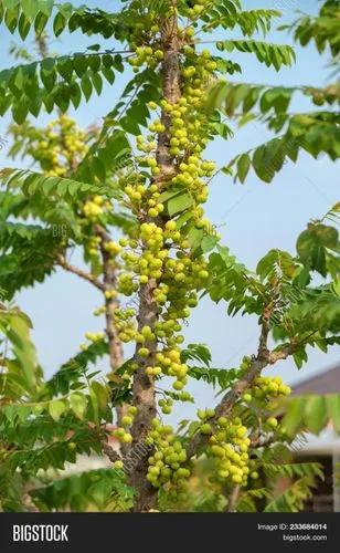 Otaheite Gooseberry