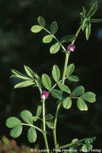 Spring Vetch