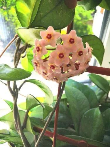 Hoya Carnosa