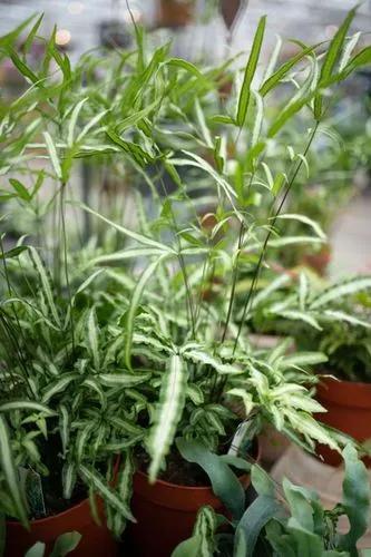 Silver Lace Fern