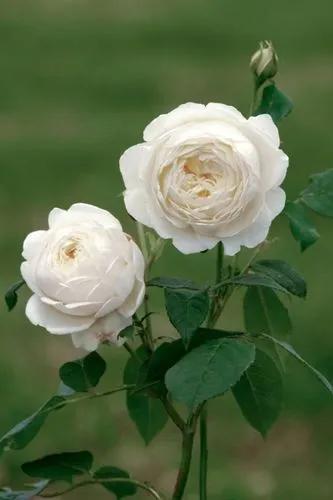 David Austin Rose