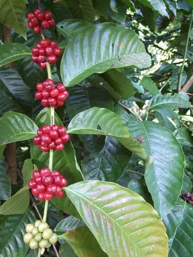 Coffea Canephora