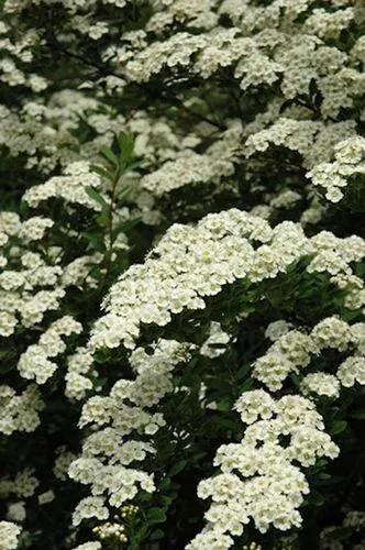 Spiraea nipponica