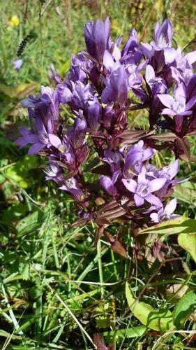 German Gentian