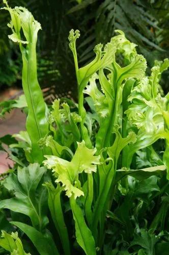 Terrestrial Elkhorn Fern