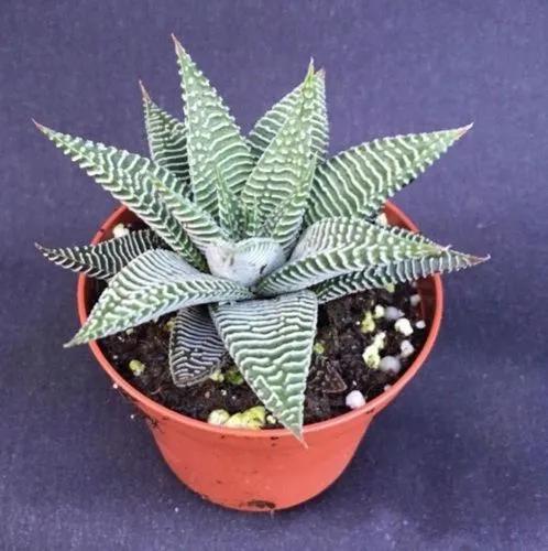 Haworthia Maimi