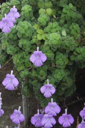 Cape primrose