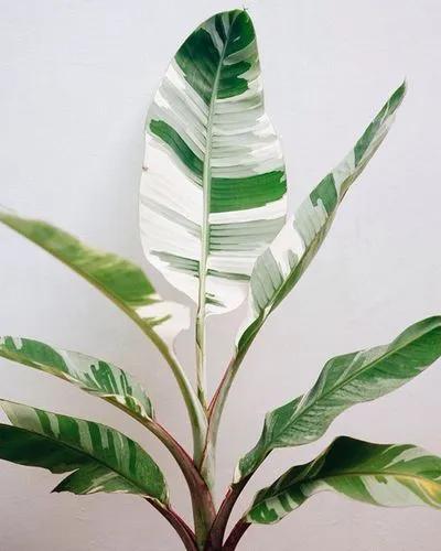 Variegated Banana Plant