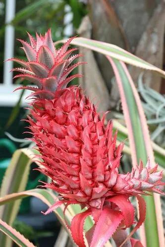Ananas bracteatus