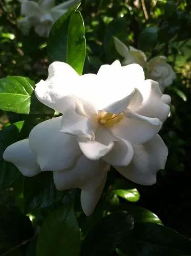 Gardenia Aqualla