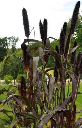 Ornamental Millet