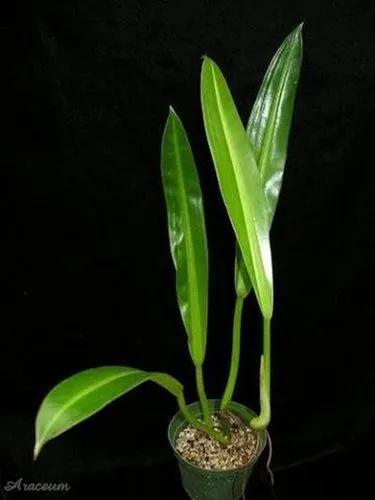 Philodendron Crassinervium